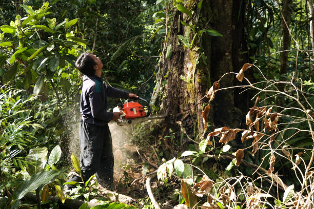 Reliable Fairview, NC Tree Service Solutions